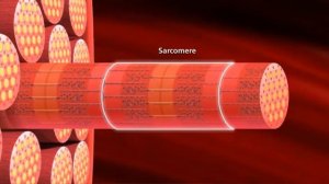 Механизм сокращения мышечного волокна
