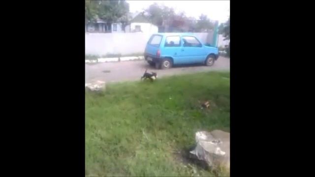 ENS JAGDUNIVERSAL смотреть онлайн