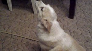 Собака поет под гармошку