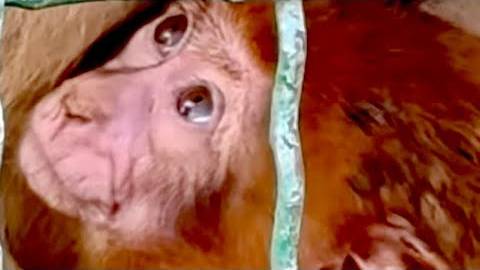 Все животные в подтопленном зоопарке Гениченска ТАКИЕ МИЛЫЕ, как жаль, что они попали в беду! смотреть онлайн