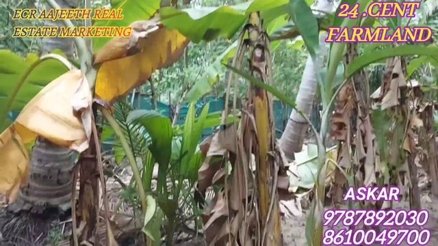 AD.105 - 24 - CENT FARMLAND FOR SALE IN ECR KADAPAKKAM (9787892030) смотреть онлайн