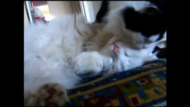 Кошачья любовь) смотреть онлайн