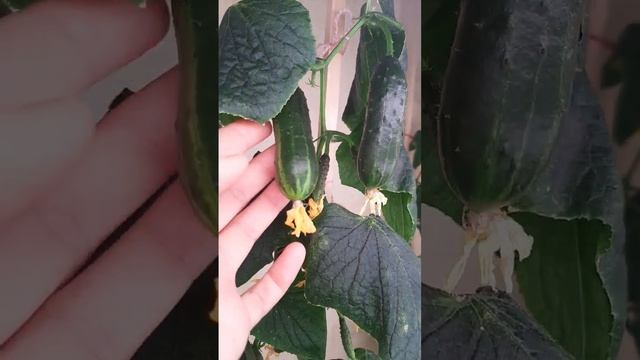 Выращивание огурца в домашних условиях #огороднаподоконнике смотреть онлайн