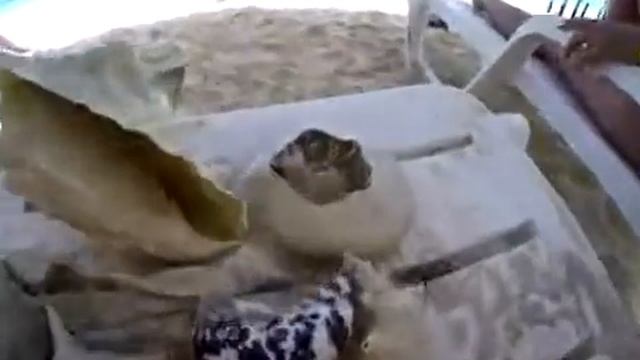 Iberostar Mojito Seashell Beach смотреть онлайн