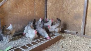 Борковская барвистая порода кур. Почему я остановился на этой породе несушки.