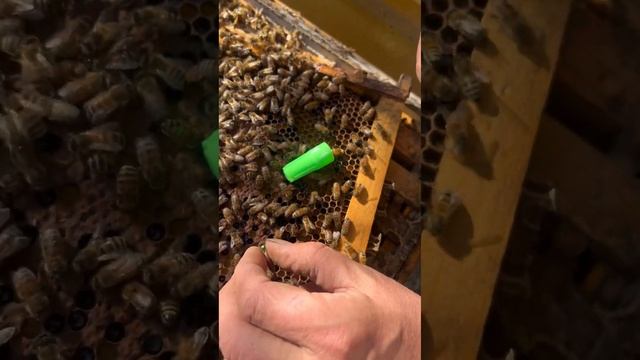 Метим маточку Бакфаст #сибирь #бакфаст #шортс #shorts #пчёлы #мёд #пчеловодство #пасека #пчелы смотреть онлайн