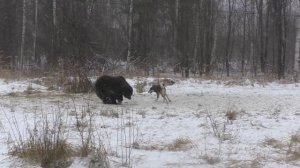 Нижегородские областные состязания лаек по подсадному медведю. 01-03.12. 2017 г.