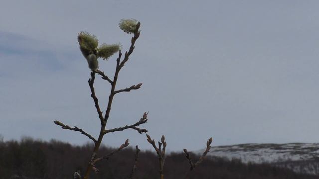 Проект по кругу. Нож НР35 от ЗЗОСС. смотреть онлайн