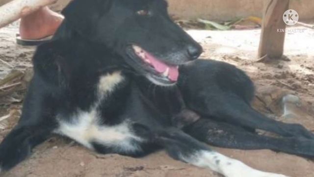 Пёс нашел похороненного заживо младенца и спас ему жизнь смотреть онлайн