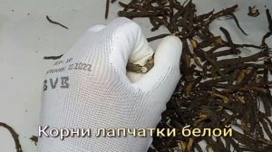 Лапчатка белая. Полезные свойства.