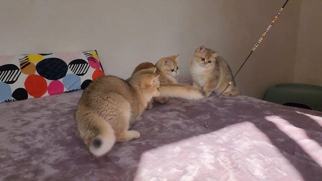 Британские котята. Золотая шиншилла смотреть онлайн