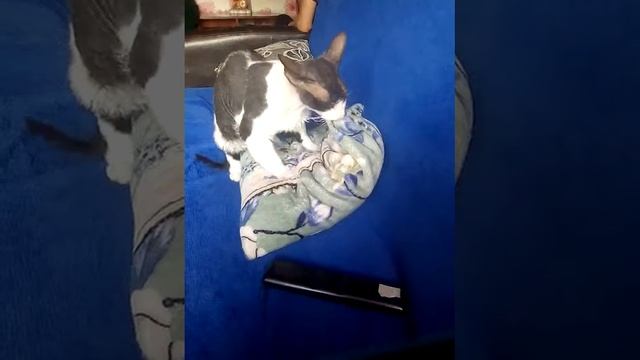 Кот Том сосёт подушку:) смотреть онлайн
