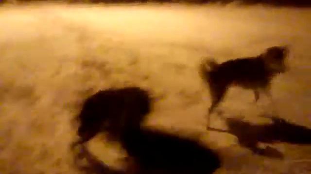 Собаки в упряжке (стадион) смотреть онлайн