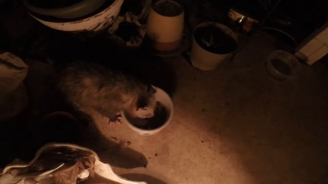 Polly Opossum / Paul E. Opossum смотреть онлайн