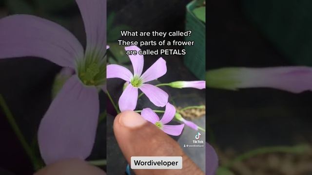 What Is The Meaning Of The Word 