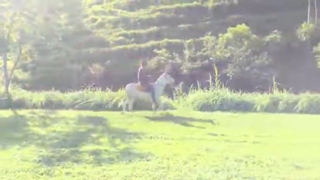 Cobertura ótimo jumento смотреть онлайн