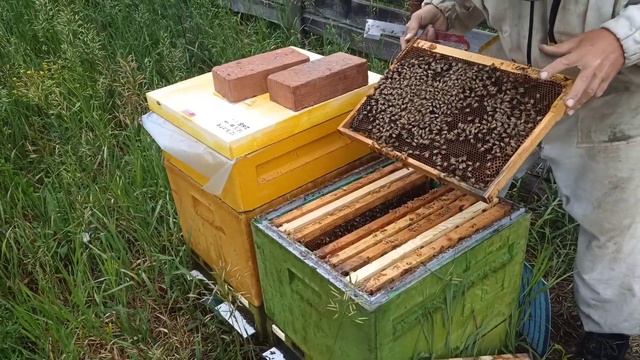 4 часть.Полный цикл развития июньских отводков Бакфаст с молодыми матками и получение мёда в Сибири смотреть онлайн