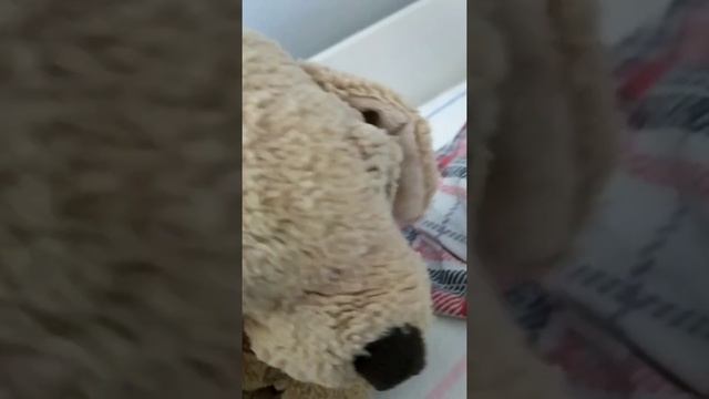 собака - головы на завтрак