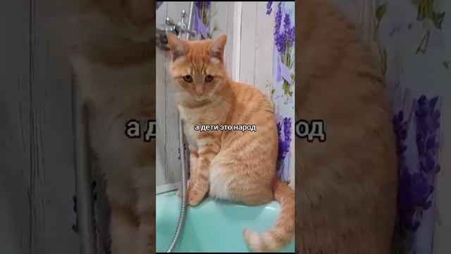 Семья. А кот самый главный. смотреть онлайн