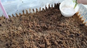 Хризантема мультифлора весной из зелёных черенков. Черенкование.