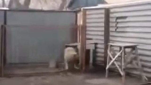 Веселая собака смотреть онлайн