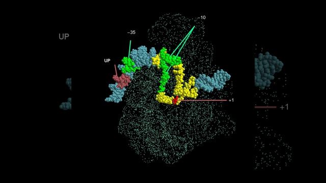 Bacterial open complex structure смотреть онлайн
