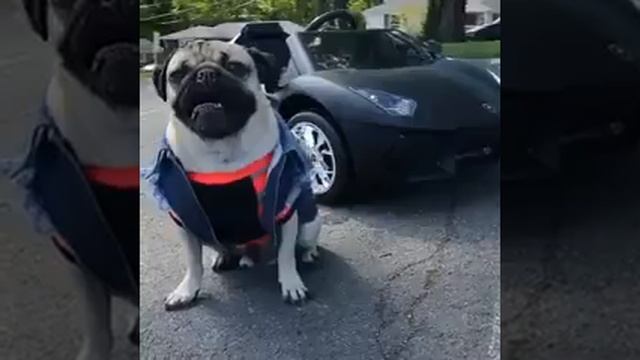 Doug the pug смотреть онлайн