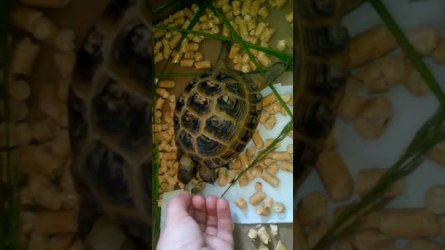 Ужен моей черепахи смотреть онлайн