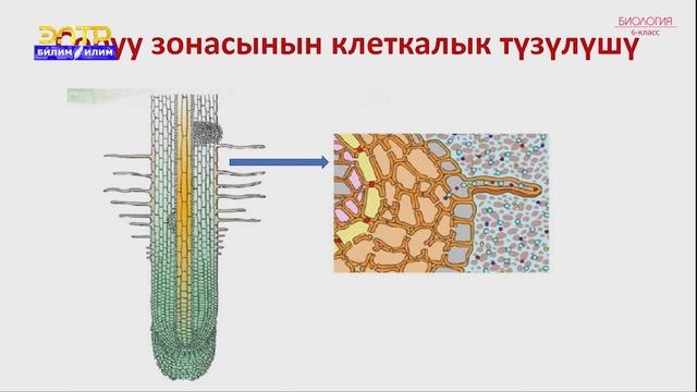 6-класс | Биология| Тамырдын зоналары жана өсүшү. Өткөрүү зонасынын клеткалык түзүлүшү смотреть онлайн