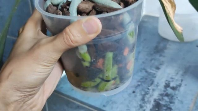 Почему у орхидеи тонкие корни? Чего не хватает орхидее?