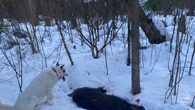 Охота с лайкой. Добор подранка кабана. смотреть онлайн