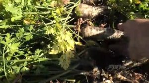 Корневая петрушка и пастернак  Опыт выращивания, итоги сезона.