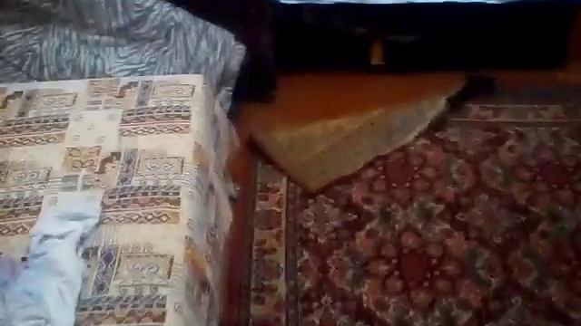 Моя собака мытая!