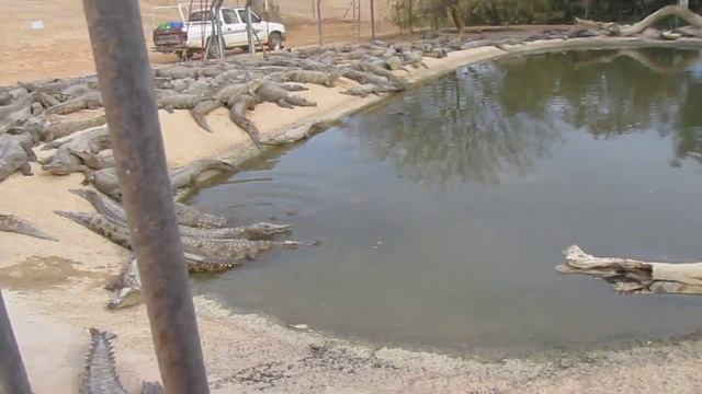 crocodile farm israel -2 смотреть онлайн