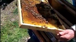 Противороевой отводок на плодную матку Без переезда