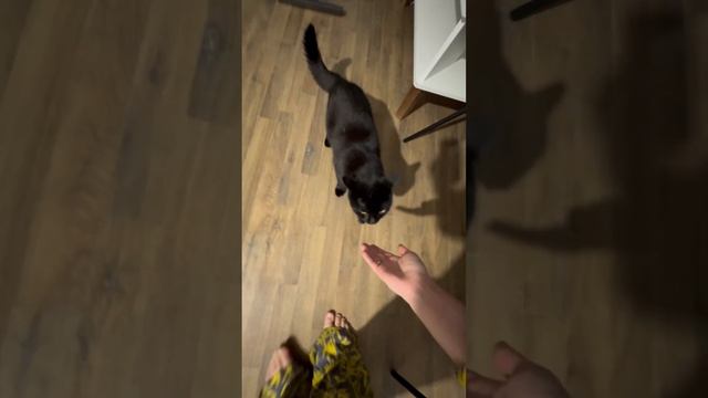 У кошек правда короткая память?! #котя смотреть онлайн