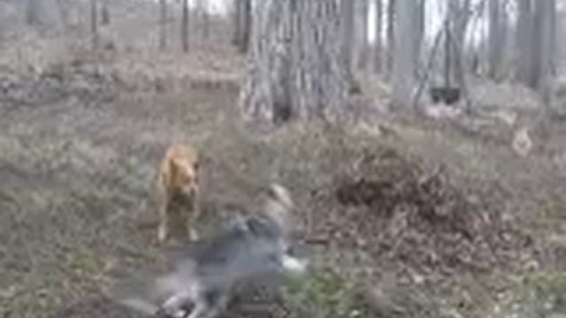 Husky Pup Demon Playing!