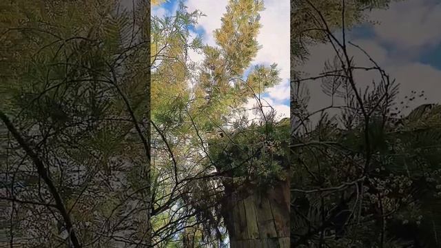 Мимоза в Сочи #мимоза#дача#сад#влог смотреть онлайн