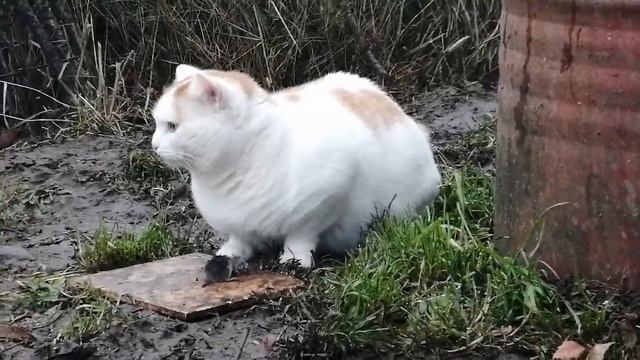 "Джери" сегодня не повезло🤔
Конец истории
А я все думала, что за звук смотреть онлайн