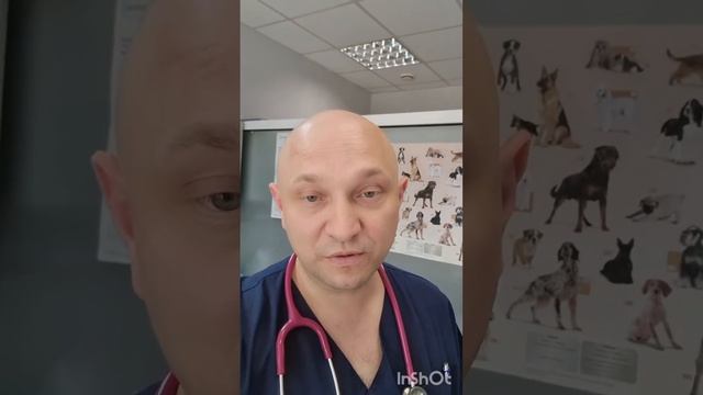 У собаки в пасти застряла палка на 3 месяца @zoovetdoctor смотреть онлайн