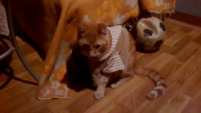 Кот под кайфом смотреть онлайн