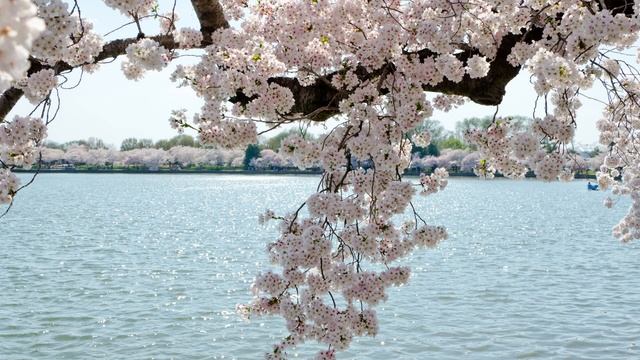 Вербное воскресенье смотреть онлайн