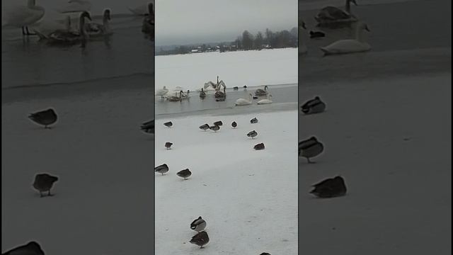 Валдайское озеро 25 декабря 2024 смотреть онлайн