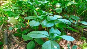 Вахта трёхлистная Лекарственное растение