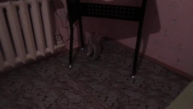 Котопес 2013 смотреть онлайн