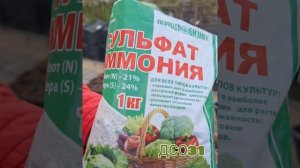 Весенняя подкормка метельчатой гортензии. сульфата аммония