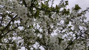 Агротехника выращивания для больших урожаев вишни и черешни.