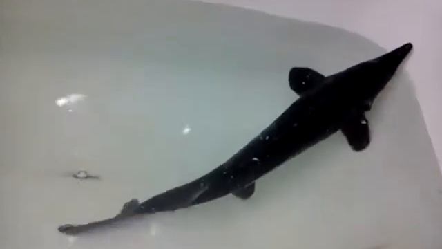 Атлантическая рыба в моей ванне