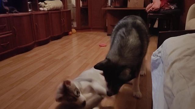Студия "ХасьЮльКиноПродакшен" представляет: " По игрушки по тянушки" смотреть онлайн