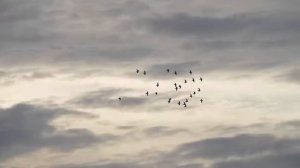 Футаж полет стайки птиц